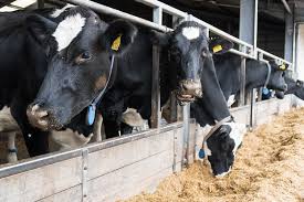Unexpected Spread of Avian Influenza to South Dakota Dairy Herd